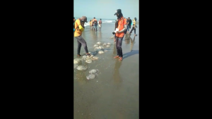 Snapshot 10 TEKNAF TODAY - সীমান্তের সর্বশেষ খবর