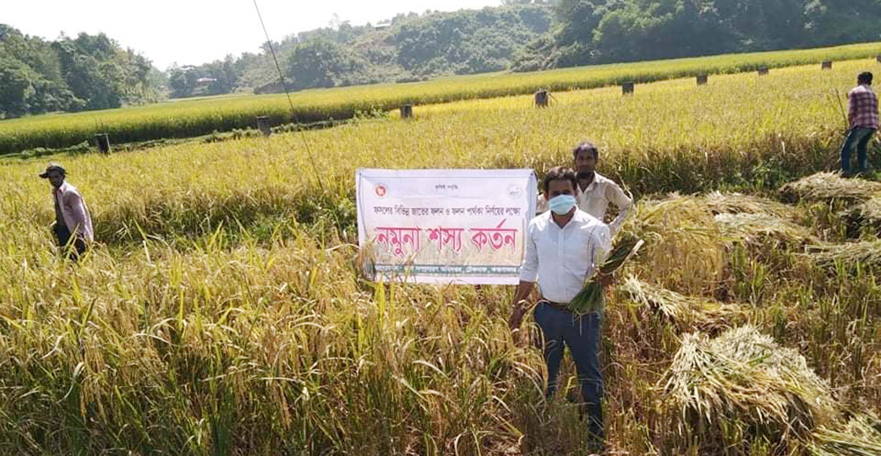 টেকনাফে আমন ধান উৎপাদনের লক্ষ্যমাত্রা অর্জন ; ধান কাটা শুরু 1 Teknaf Pic A 2 09 11 21 TEKNAF TODAY - সীমান্তের সর্বশেষ খবর