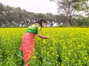 প্রকৃতির হলুদ চাদর সরিষা ক্ষেত দেখতে 1 m 1 TEKNAF TODAY - সীমান্তের সর্বশেষ খবর