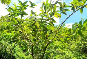 33 1 TEKNAF TODAY - সীমান্তের সর্বশেষ খবর
